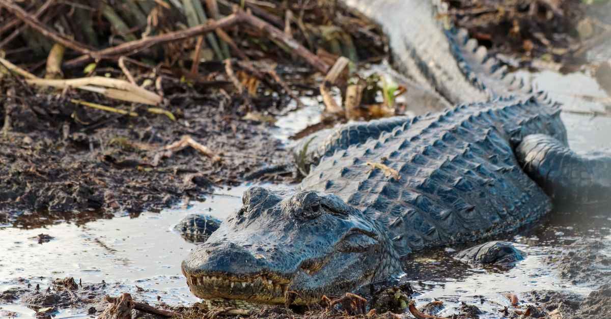 Close-up of an alligator resting in a muddy swamp, showcasing wildlife and natural habitat.